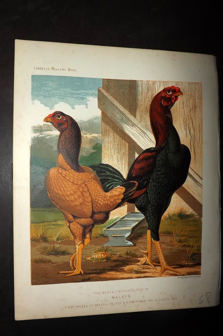 Ludlow & Wright 1885 Poultry Print. Rev. A. C. Brookes Pair of Malays: Chromolithograph Published 1885 by Cassell & Co., London for "The Illustrated Book of Poultry" by Lewish Wright. Illustrated by J. W. Ludlow. Paper Size: 10.5 x 8 inch (27 x 20cm) Very minor margin to