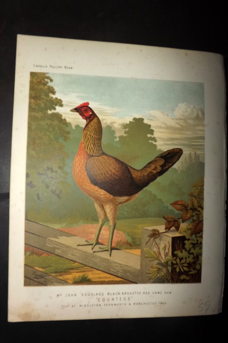 Ludlow & Wright 1885 Poultry. Douglas's Black Breasted Red Game Hen "Countess" (1 of 1)