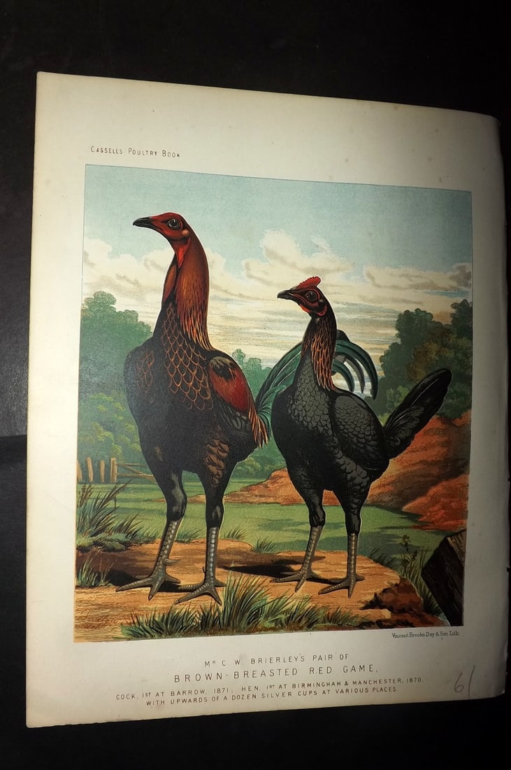 Ludlow & Wright 1885 Poultry Print. Brierley's Pair of Brown-Breasted Red Game: Chromolithograph Published 1885 by Cassell & Co., London for "The Illustrated Book of Poultry" by Lewish Wright. Illustrated by J. W. Ludlow. Paper Size: 10.5 x 8 inch (27 x 20cm) Good Condition