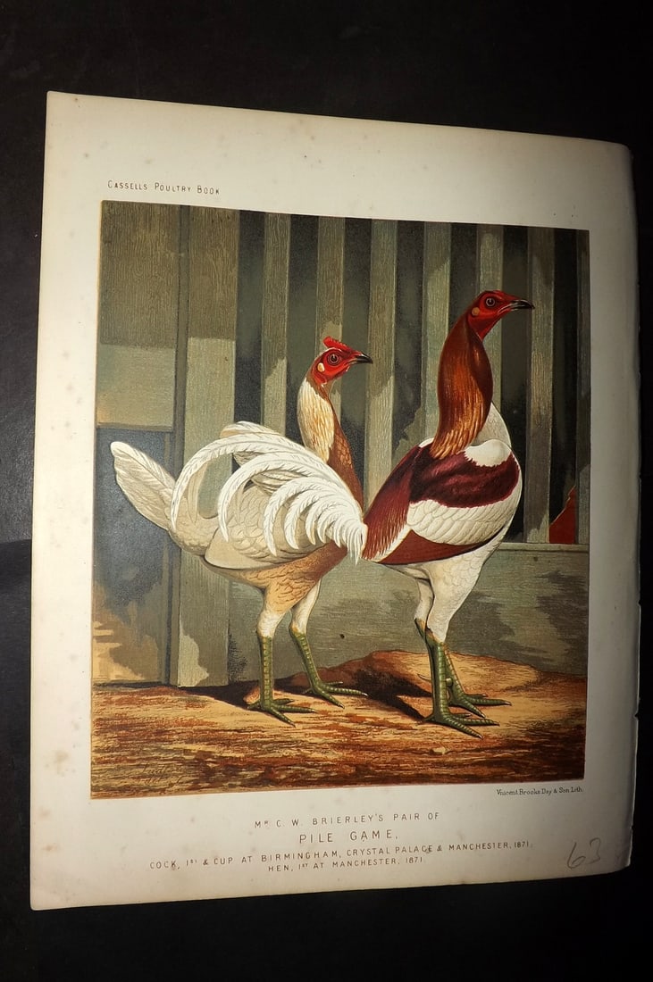 Ludlow & Wright 1885 Poultry Print. Brierley's Pair of Pile Game: Chromolithograph Published 1885 by Cassell & Co., London for "The Illustrated Book of Poultry" by Lewish Wright. Illustrated by J. W. Ludlow. Paper Size: 10.5 x 8 inch (27 x 20cm) Good Condition
