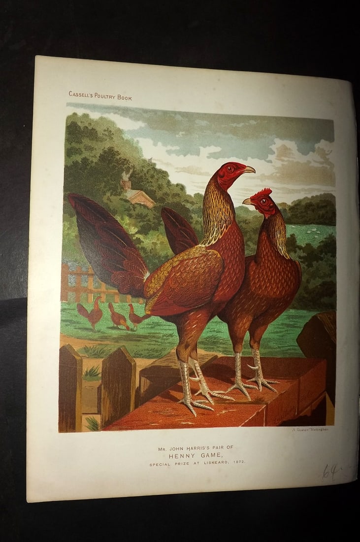 Ludlow & Wright 1885 Poultry Print. John Harris's Pair of Henny Game (1 of 1)