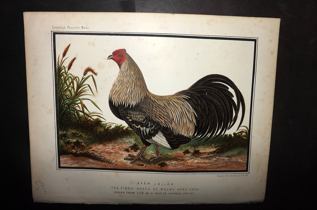 Ludlow & Wright 1885 Poultry. Ayam Jallak the Finest Breed of Malay Game Cock: Chromolithograph Published 1885 by Cassell & Co., London for "The Illustrated Book of Poultry" by Lewish Wright. Illustrated by J. W. Ludlow. Paper Size: 10.5 x 8 inch (27 x 20cm) Good Condition