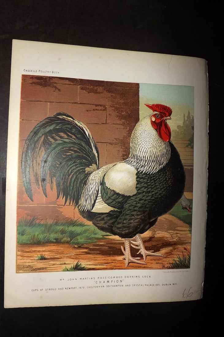 Ludlow & Wright 1885 Poultry Print. Martin's Rose Combed Dorking Cock "Champion" (1 of 1)