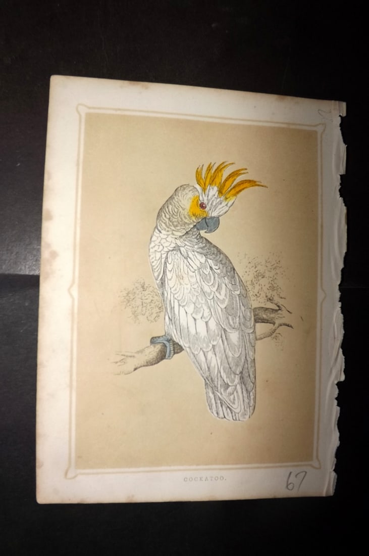 Morris, Francis 1852 Antique Bird Print. Cockatoo: Colour Printed Woodblock Published 1852, London for "Book of Natural History" by The Rev. Francis Morris Orpen. Some plates with additional hand colour. Paper Size: 7 x 5 inch (18 x 13cm) Minor margin
