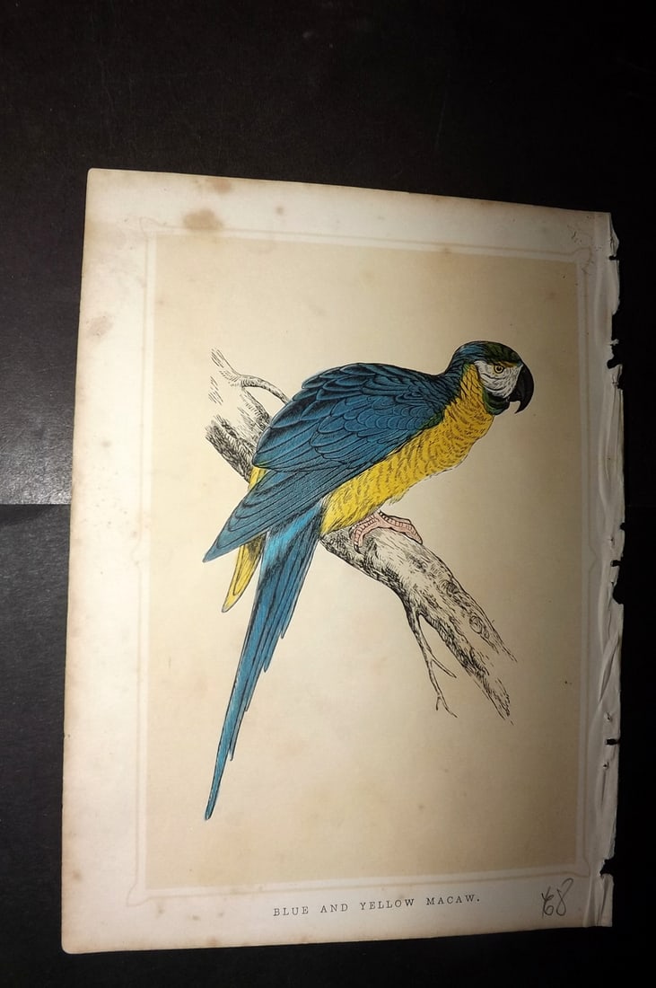 Morris, Francis 1852 Antique Bird Print. Blue and Yellow Macaw Parrot: Colour Printed Woodblock Published 1852, London for "Book of Natural History" by The Rev. Francis Morris Orpen. Some plates with additional hand colour. Paper Size: 7 x 5 inch (18 x 13cm) Minor margin