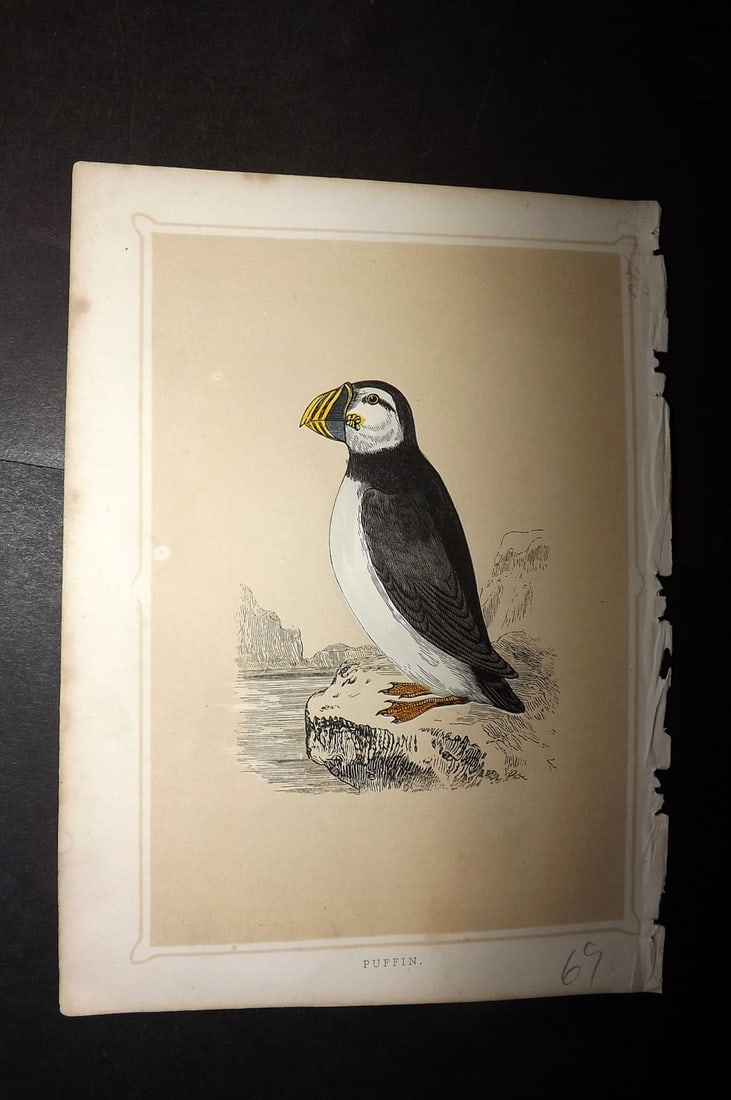 Morris, Francis 1852 Antique Bird Print. Puffin: Colour Printed Woodblock Published 1852, London for "Book of Natural History" by The Rev. Francis Morris Orpen. Some plates with additional hand colour. Paper Size: 7 x 5 inch (18 x 13cm) Minor margin