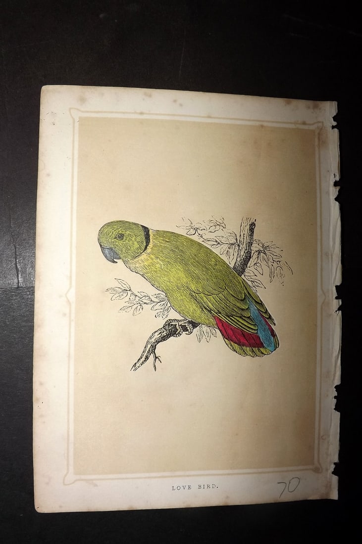Morris, Francis 1852 Antique Bird Print. Lovebird: Colour Printed Woodblock Published 1852, London for "Book of Natural History" by The Rev. Francis Morris Orpen. Some plates with additional hand colour. Paper Size: 7 x 5 inch (18 x 13cm) Minor margin