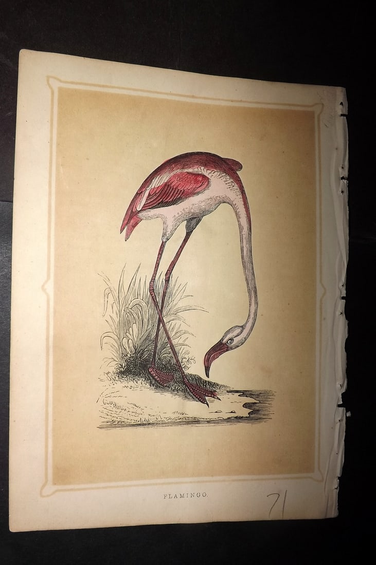 Morris, Francis 1852 Antique Bird Print. Flamingo: Colour Printed Woodblock Published 1852, London for "Book of Natural History" by The Rev. Francis Morris Orpen. Some plates with additional hand colour. Paper Size: 7 x 5 inch (18 x 13cm) Minor margin