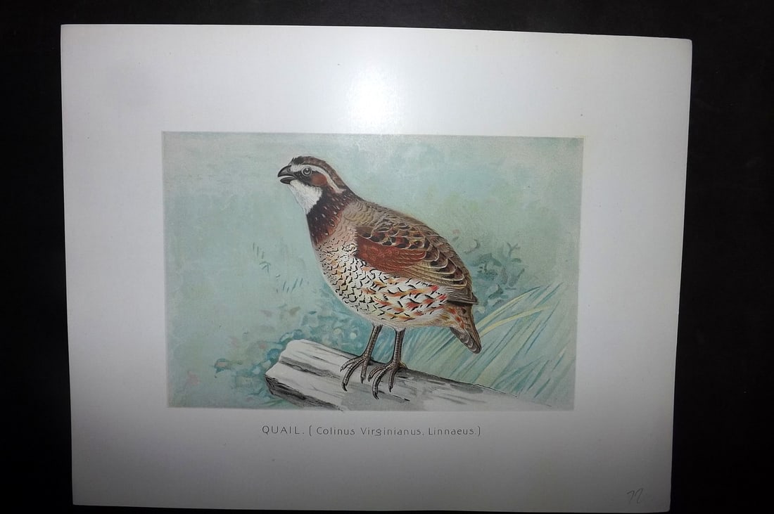 Ridgway & Fuertes 1902 Folio Bird Print. Quail: Chromolithograph Published 1902, Albany for "Fish and Game of the State of New York. Seventh Report" First and Deluxe Edition by the Forest, Fish and Game Commission of New York. Illustrated by Sherma