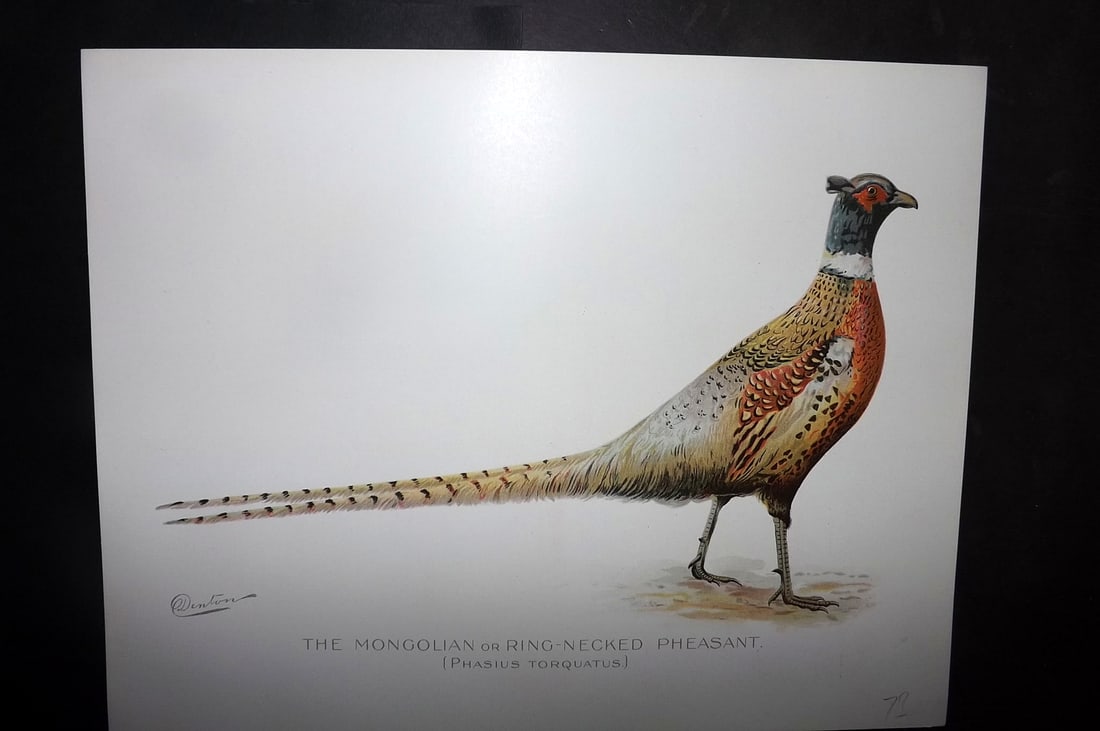 Ridgway & Fuertes 1902 Folio Bird Print. Mongolian or Ring-Necked Pheasant: Chromolithograph Published 1902, Albany for "Fish and Game of the State of New York. Seventh Report" First and Deluxe Edition by the Forest, Fish and Game Commission of New York. Illustrated by Sherma
