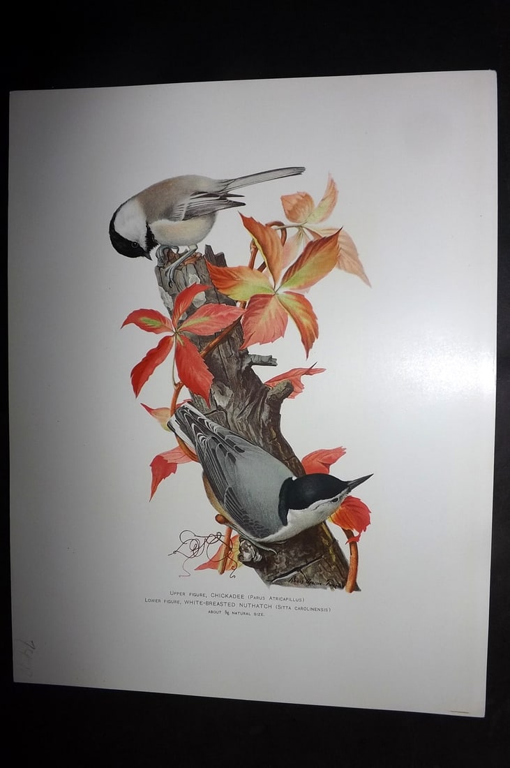 Ridgway & Fuertes 1902 Folio Bird Print. Chickadee, White Breasted Nuthatch (1 of 1)