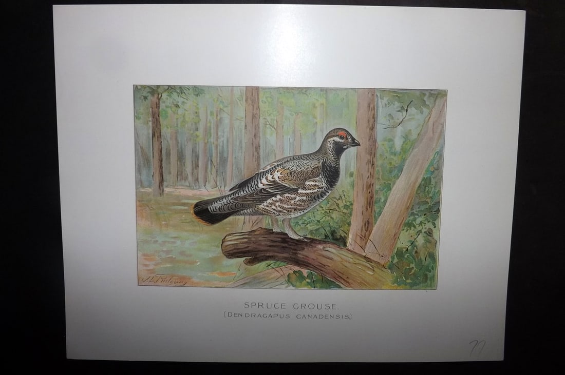Ridgway & Fuertes 1902 Folio Bird Print. Spruce Grouse: Chromolithograph Published 1902, Albany for "Fish and Game of the State of New York. Seventh Report" First and Deluxe Edition by the Forest, Fish and Game Commission of New York. Illustrated by Sherma