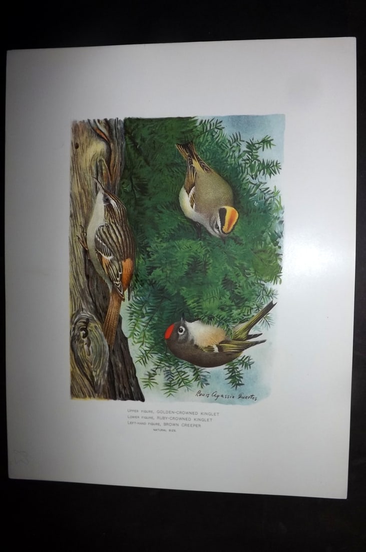 Ridgway & Fuertes 1902 Golden-Crowned & Ruby Crowned Kinglet, Brown Creeper (1 of 1)