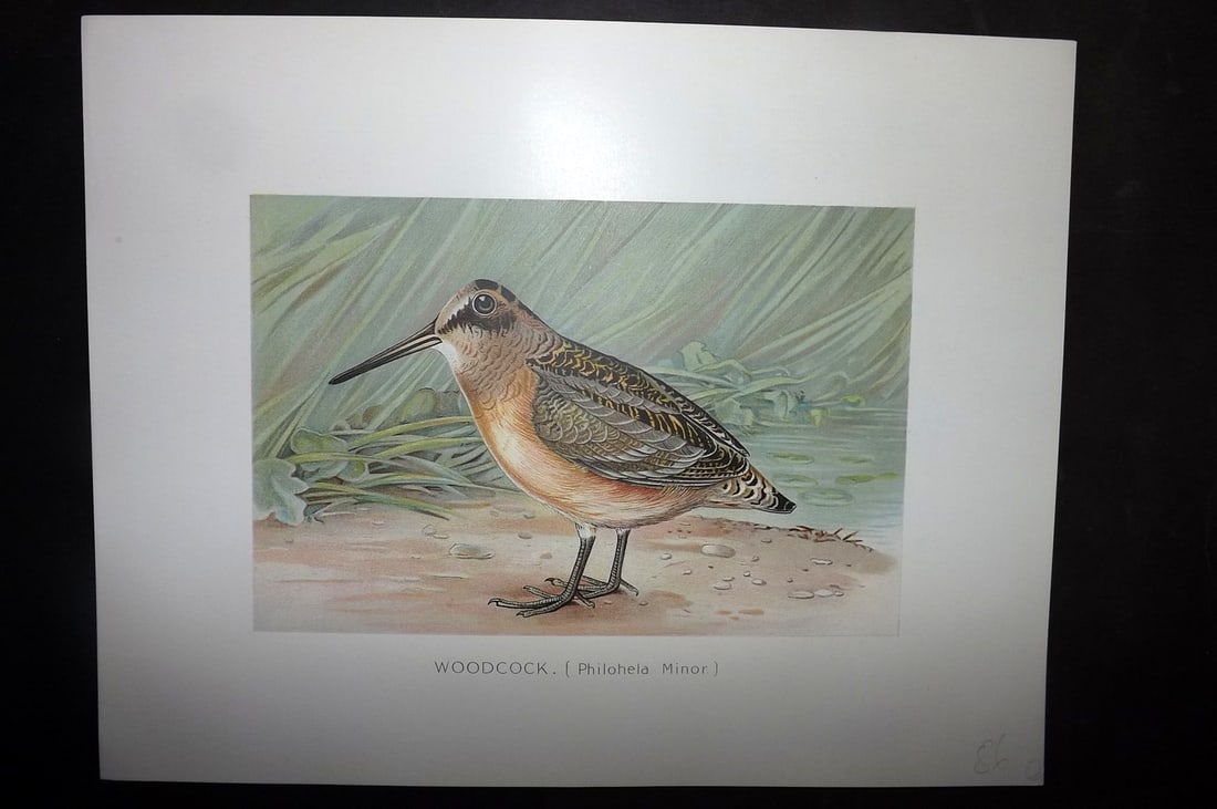 Ridgway & Fuertes 1902 Folio Bird Print. Woodcock: Chromolithograph Published 1902, Albany for "Fish and Game of the State of New York. Seventh Report" First and Deluxe Edition by the Forest, Fish and Game Commission of New York. Illustrated by Sherma
