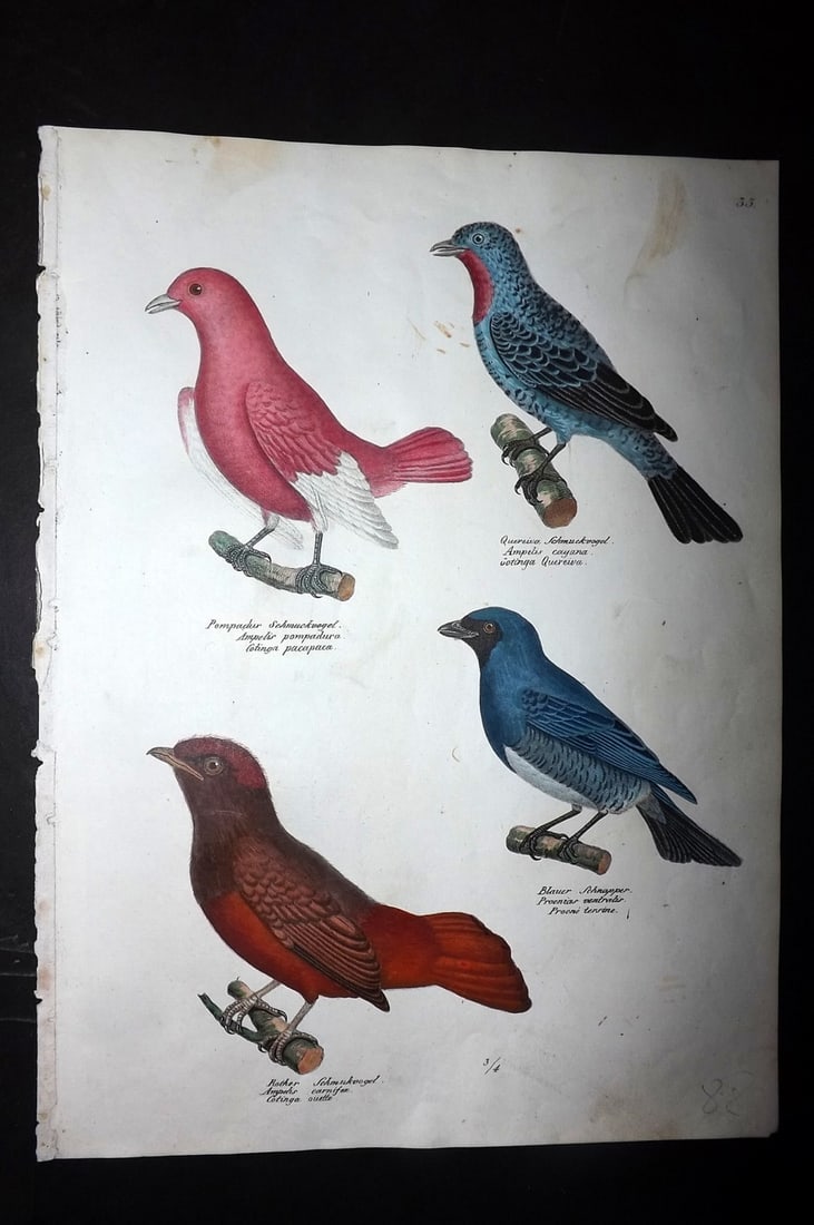 Schinz & Brodtmann 1830 Folio HCol Bird Print. Ampelis Continga's 33: Folio Hand Colored Lithograph Published 1830, Zurich for "Naturgeschichte und Abbildungen der Vogel..." by Heinrich Rudolph Schinz. Lithographed by Karl Joseph Brodtmann. Paper Size: 12 x 8.25 inch (3