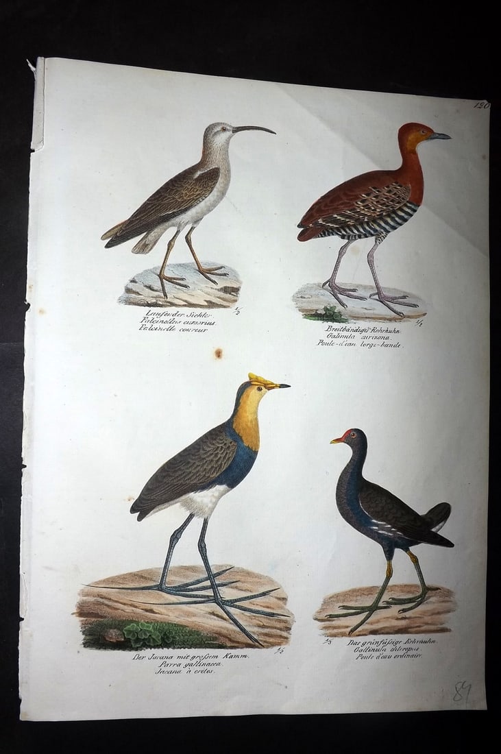 Schinz & Brodtmann 1830 Folio HCol Bird Print. Rails 120: Folio Hand Colored Lithograph Published 1830, Zurich for "Naturgeschichte und Abbildungen der Vogel..." by Heinrich Rudolph Schinz. Lithographed by Karl Joseph Brodtmann. Paper Size: 12 x 8.25 inch (3