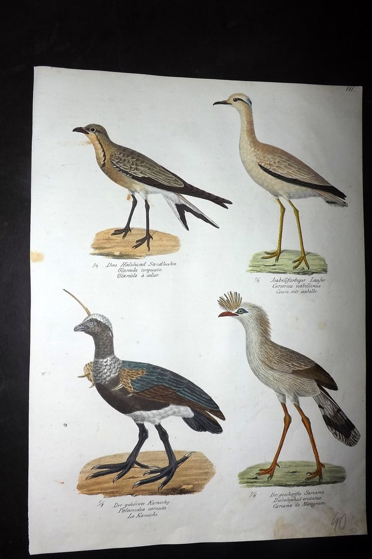 Schinz & Brodtmann 1830 Bird Glareola, Cream Colored Courser, Horned Screamer 111 (1 of 1)