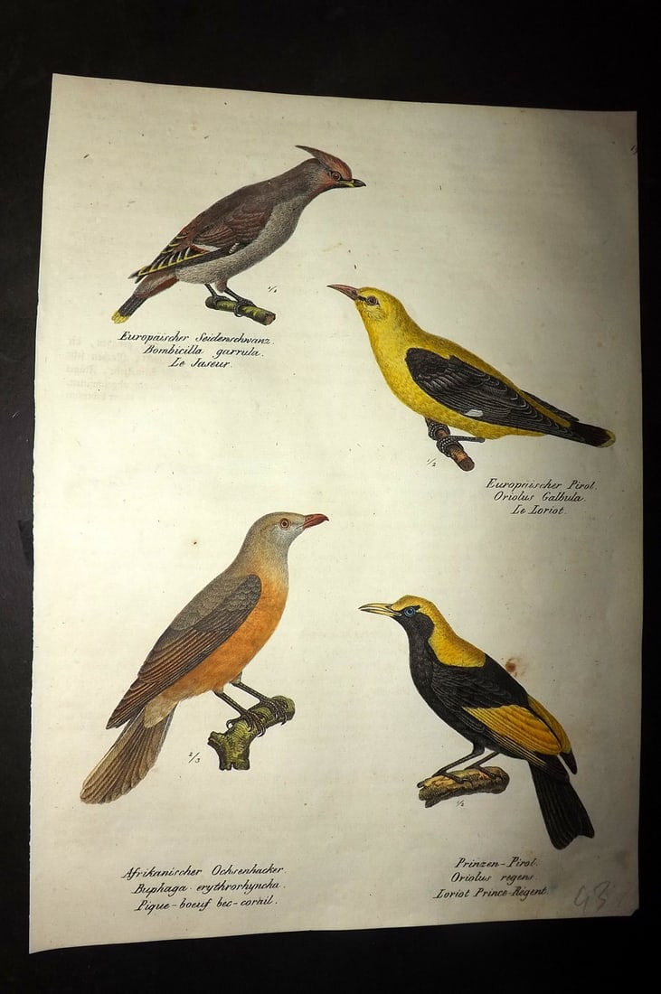 Schinz & Brodtmann 1830 Folio HCol Bird Print. Waxwing, Oriole 19 (1 of 1)