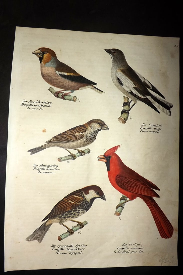 Schinz & Brodtmann 1830 Folio HCol Bird Print. Red Cardinla, Bullfinch 53 (1 of 1)