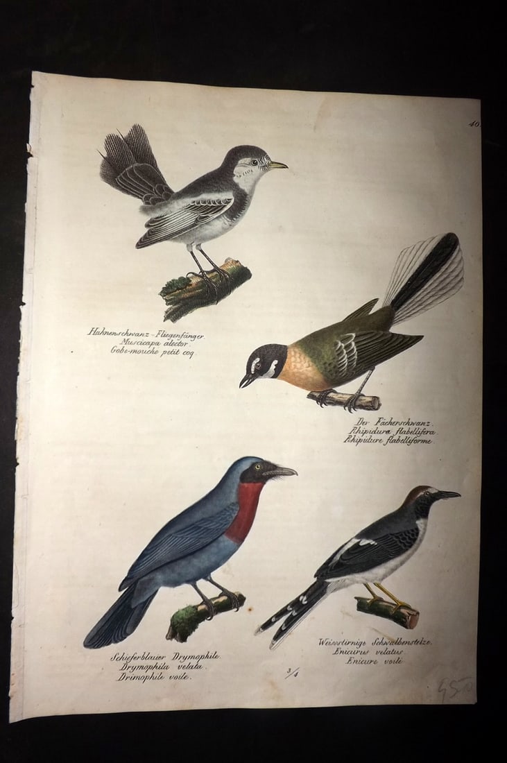 Schinz & Brodtmann 1830 Folio HCol Bird Print. Muscicapa, Fantail 40: Folio Hand Colored Lithograph Published 1830, Zurich for "Naturgeschichte und Abbildungen der Vogel..." by Heinrich Rudolph Schinz. Lithographed by Karl Joseph Brodtmann. Paper Size: 12 x 8.25 inch (3