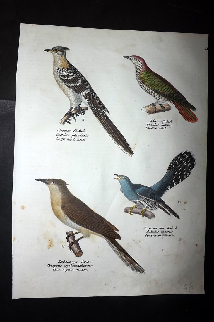 Schinz & Brodtmann 1830 Folio HCol Bird Print. Cuckoo 58: Folio Hand Colored Lithograph Published 1830, Zurich for "Naturgeschichte und Abbildungen der Vogel..." by Heinrich Rudolph Schinz. Lithographed by Karl Joseph Brodtmann. Paper Size: 12 x 8.25 inch (3