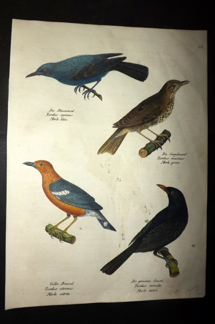 Schinz & Brodtmann 1830 HC Bird. Orange-headed thrush, Bluebird, Blackbird 23: Folio Hand Colored Lithograph Published 1830, Zurich for "Naturgeschichte und Abbildungen der Vogel..." by Heinrich Rudolph Schinz. Lithographed by Karl Joseph Brodtmann. Paper Size: 12 x 8.25 inch (3