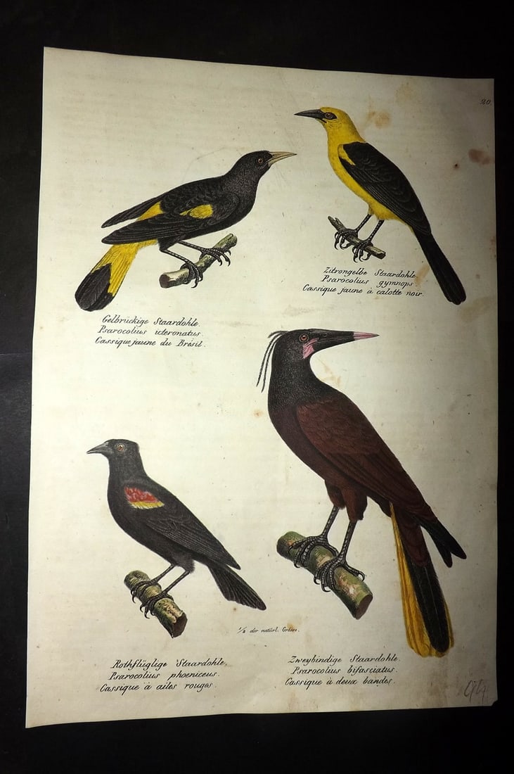 Schinz & Brodtmann 1830 Folio HCol Bird Print. Psarocolius Oropendola 20 (1 of 1)