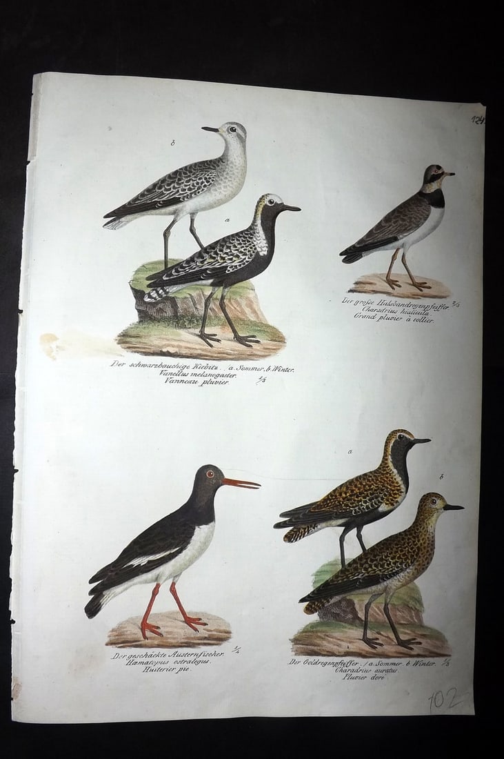 Schinz & Brodtmann 1830 Folio HCol Bird Print. Lapwings, Oyster Catchers 124: Folio Hand Colored Lithograph Published 1830, Zurich for "Naturgeschichte und Abbildungen der Vogel..." by Heinrich Rudolph Schinz. Lithographed by Karl Joseph Brodtmann. Paper Size: 12 x 8.25 inch (3