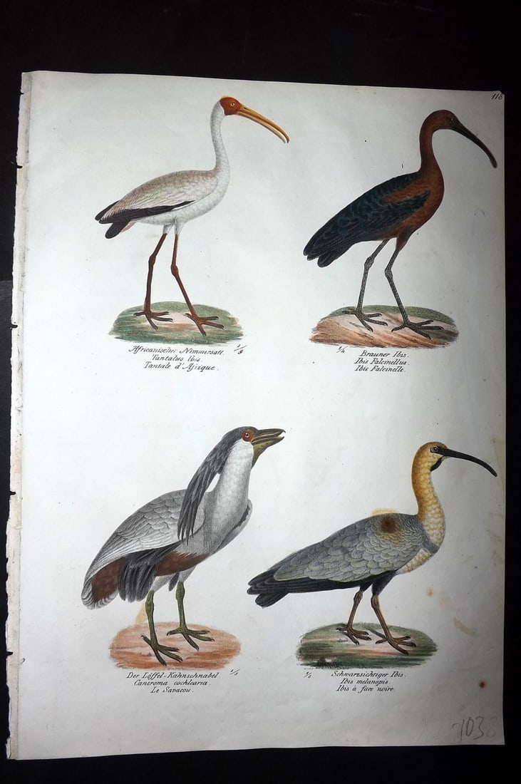Schinz & Brodtmann 1830 Folio HCol Bird Print. Ibis, Boat-billed heron 118: Folio Hand Colored Lithograph Published 1830, Zurich for "Naturgeschichte und Abbildungen der Vogel..." by Heinrich Rudolph Schinz. Lithographed by Karl Joseph Brodtmann. Paper Size: 12 x 8.25 inch (3