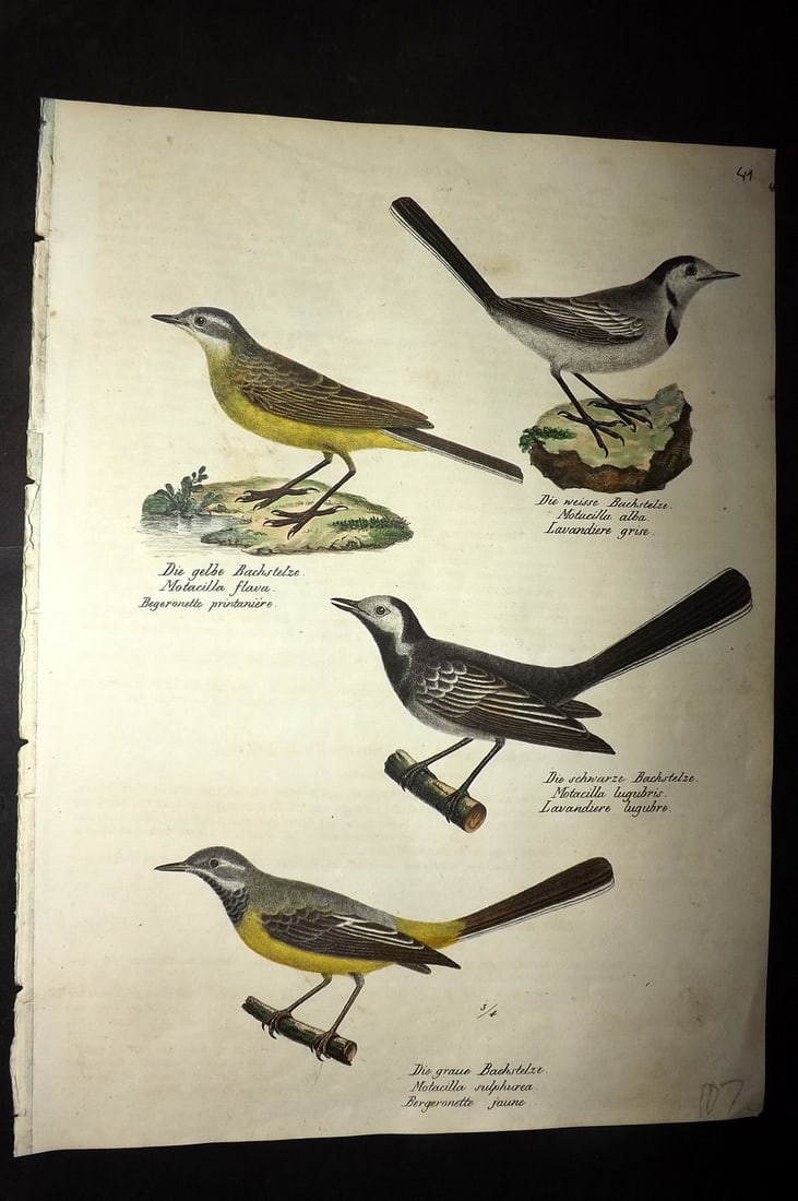 Schinz & Brodtmann 1830 Folio HCol Bird Print. Wagtails 41 (1 of 1)