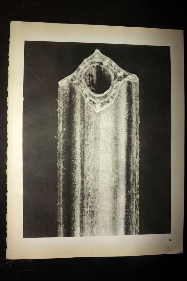 Blossfeldt, Karl 1942 Folio Vintage Botanical Print 66: Photogravures Published 1953, Berlin for "Urformen der Kunst" by Karl Blossfeldt. Reverse side blank. Paper Size: 12.5 x 10 inch (32 x 25cm) Good Condition