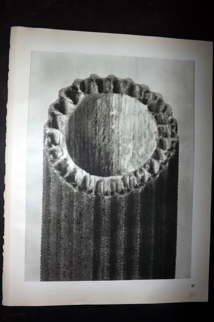 Blossfeldt, Karl 1942 Folio Vintage Botanical Print 67: Photogravures Published 1953, Berlin for "Urformen der Kunst" by Karl Blossfeldt. Reverse side blank. Paper Size: 12.5 x 10 inch (32 x 25cm) Good Condition