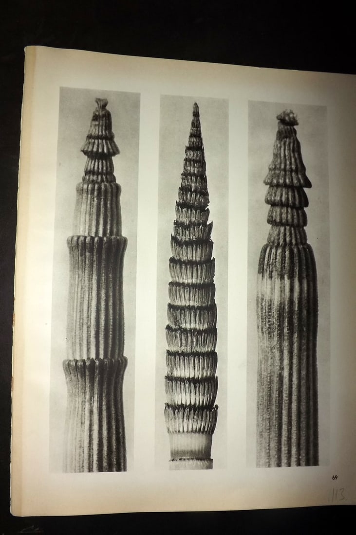 Blossfeldt, Karl 1942 Folio Vintage Botanical Print 69: Photogravures Published 1953, Berlin for "Urformen der Kunst" by Karl Blossfeldt. Reverse side blank. Paper Size: 12.5 x 10 inch (32 x 25cm) Good Condition