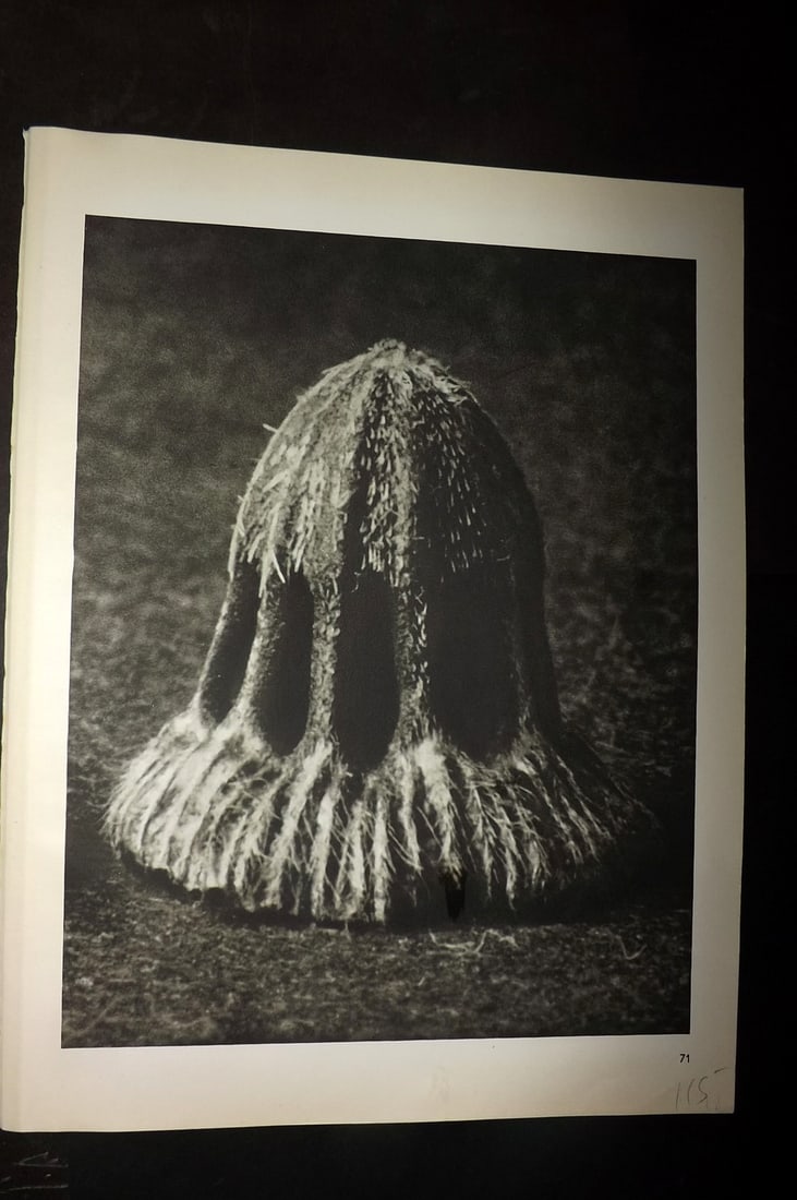 Blossfeldt, Karl 1942 Folio Vintage Botanical Print 71: Photogravures Published 1953, Berlin for "Urformen der Kunst" by Karl Blossfeldt. Reverse side blank. Paper Size: 12.5 x 10 inch (32 x 25cm) Good Condition