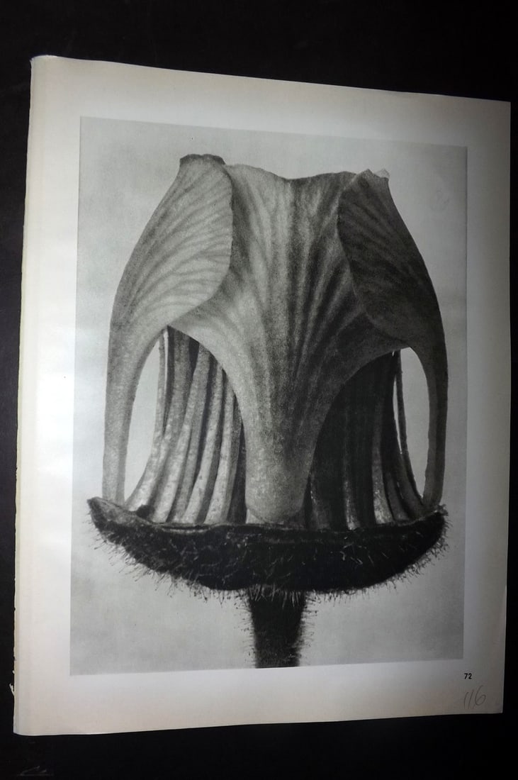 Blossfeldt, Karl 1942 Folio Vintage Botanical Print 72: Photogravures Published 1953, Berlin for "Urformen der Kunst" by Karl Blossfeldt. Reverse side blank. Paper Size: 12.5 x 10 inch (32 x 25cm) Good Condition