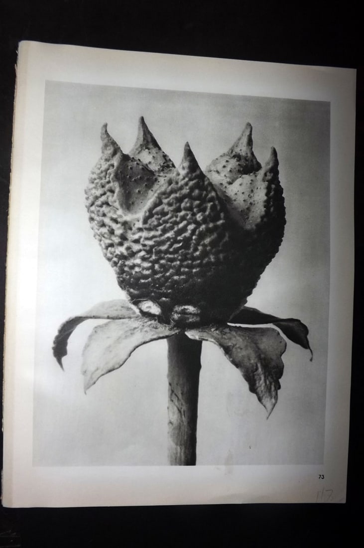 Blossfeldt, Karl 1942 Folio Vintage Botanical Print 73: Photogravures Published 1953, Berlin for "Urformen der Kunst" by Karl Blossfeldt. Reverse side blank. Paper Size: 12.5 x 10 inch (32 x 25cm) Good Condition