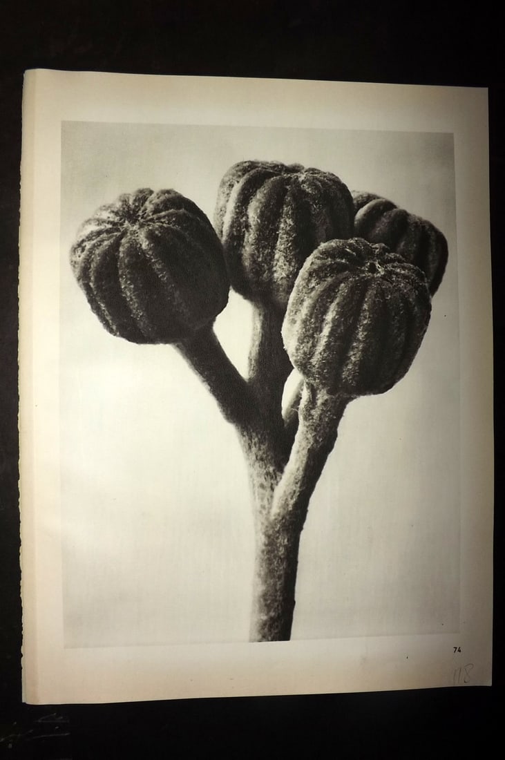 Blossfeldt, Karl 1942 Folio Vintage Botanical Print 74: Photogravures Published 1953, Berlin for "Urformen der Kunst" by Karl Blossfeldt. Reverse side blank. Paper Size: 12.5 x 10 inch (32 x 25cm) Good Condition