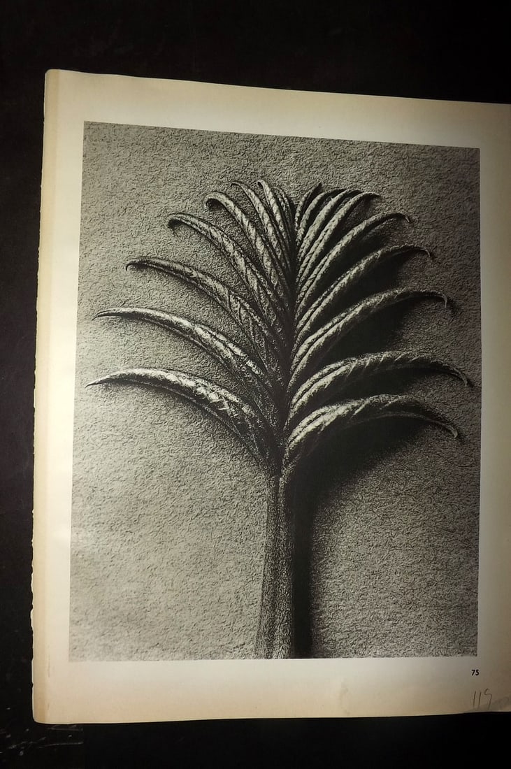 Blossfeldt, Karl 1942 Folio Vintage Botanical Print 75: Photogravures Published 1953, Berlin for "Urformen der Kunst" by Karl Blossfeldt. Reverse side blank. Paper Size: 12.5 x 10 inch (32 x 25cm) Good Condition