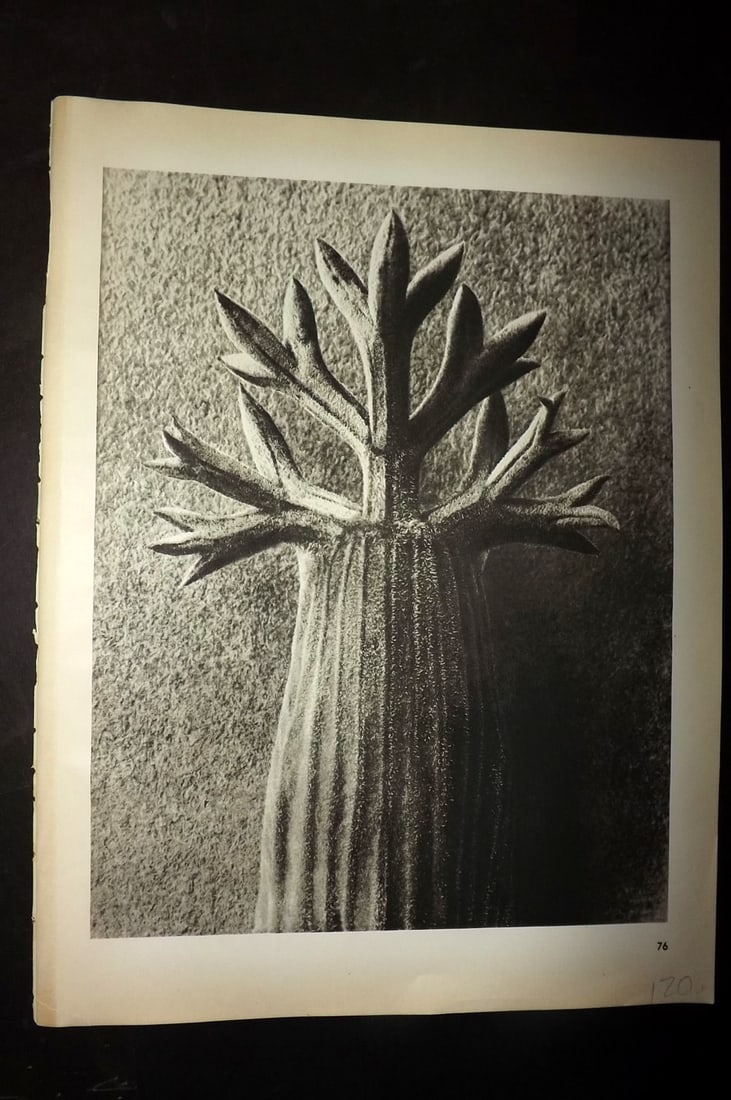 Blossfeldt, Karl 1942 Folio Vintage Botanical Print 76: Photogravures Published 1953, Berlin for "Urformen der Kunst" by Karl Blossfeldt. Reverse side blank. Paper Size: 12.5 x 10 inch (32 x 25cm) Good Condition