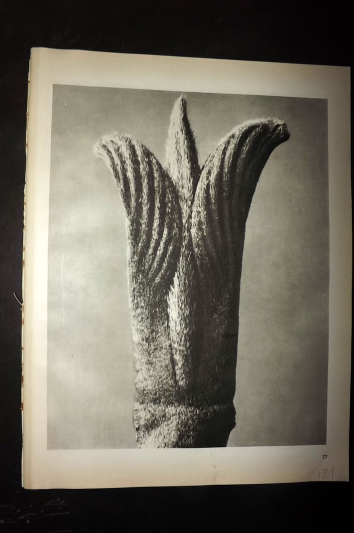 Blossfeldt, Karl 1942 Folio Vintage Botanical Print 77: Photogravures Published 1953, Berlin for "Urformen der Kunst" by Karl Blossfeldt. Reverse side blank. Paper Size: 12.5 x 10 inch (32 x 25cm) Good Condition