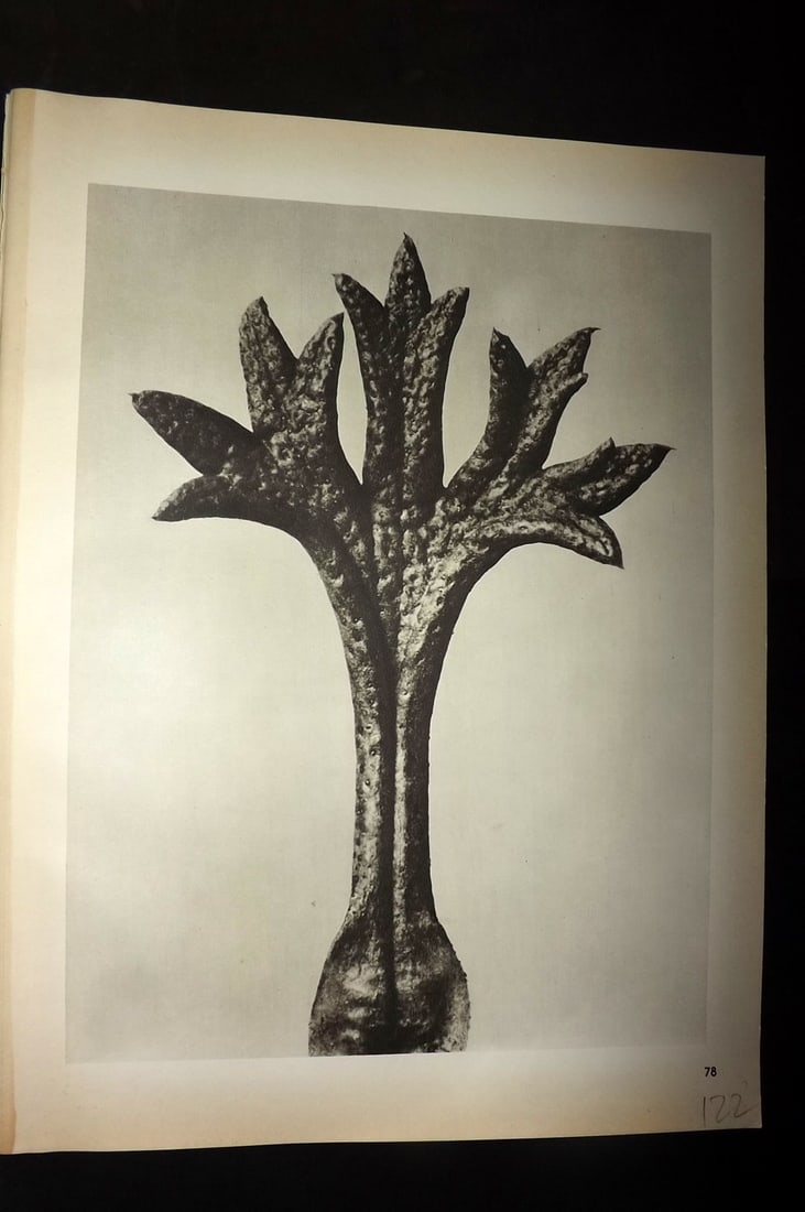 Blossfeldt, Karl 1942 Folio Vintage Botanical Print 78: Photogravures Published 1953, Berlin for "Urformen der Kunst" by Karl Blossfeldt. Reverse side blank. Paper Size: 12.5 x 10 inch (32 x 25cm) Good Condition