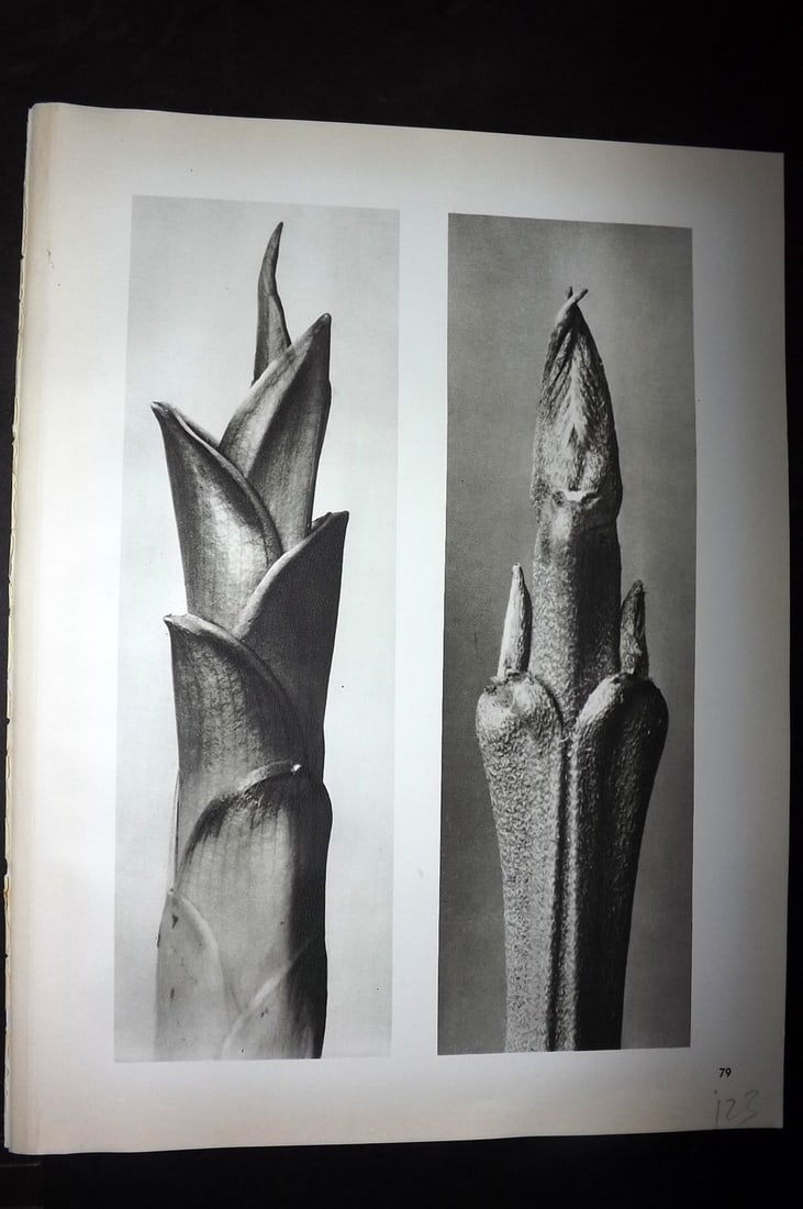 Blossfeldt, Karl 1942 Folio Vintage Botanical Print 79: Photogravures Published 1953, Berlin for "Urformen der Kunst" by Karl Blossfeldt. Reverse side blank. Paper Size: 12.5 x 10 inch (32 x 25cm) Good Condition