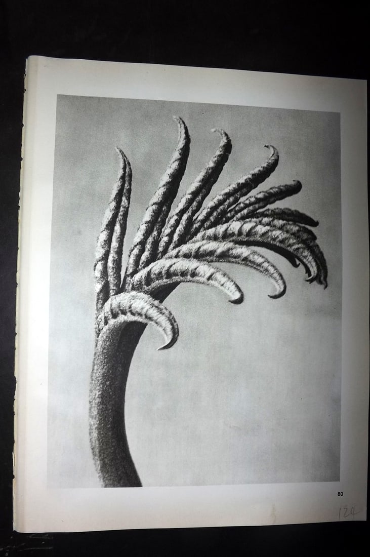 Blossfeldt, Karl 1942 Folio Vintage Botanical Print 80: Photogravures Published 1953, Berlin for "Urformen der Kunst" by Karl Blossfeldt. Reverse side blank. Paper Size: 12.5 x 10 inch (32 x 25cm) Good Condition