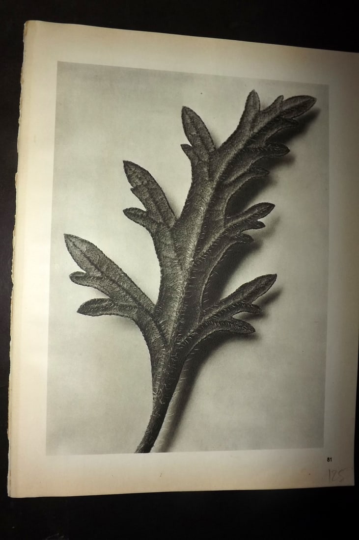 Blossfeldt, Karl 1942 Folio Vintage Botanical Print 81: Photogravures Published 1953, Berlin for "Urformen der Kunst" by Karl Blossfeldt. Reverse side blank. Paper Size: 12.5 x 10 inch (32 x 25cm) Good Condition