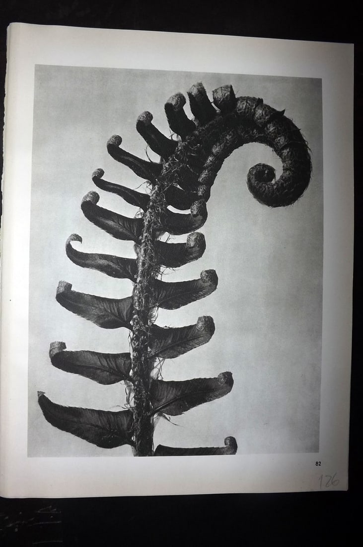 Blossfeldt, Karl 1942 Folio Vintage Botanical Print 82 (1 of 1)