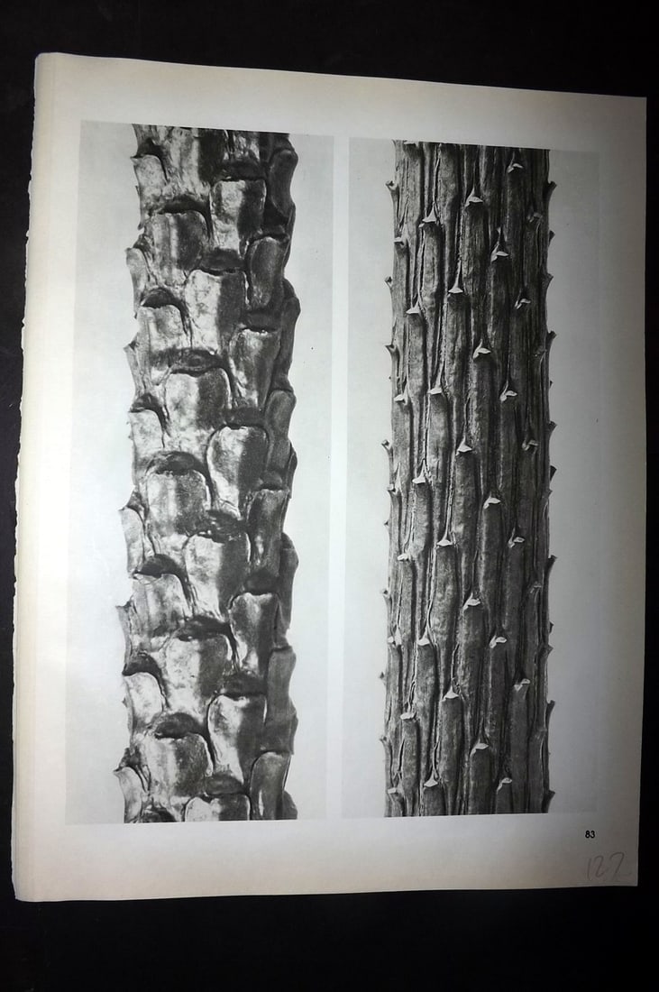 Blossfeldt, Karl 1942 Folio Vintage Botanical Print 83: Photogravures Published 1953, Berlin for "Urformen der Kunst" by Karl Blossfeldt. Reverse side blank. Paper Size: 12.5 x 10 inch (32 x 25cm) Good Condition