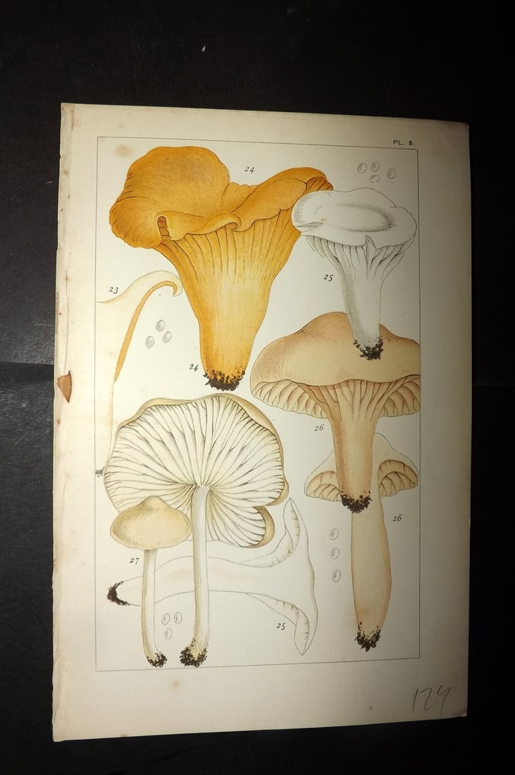 Cooke, Mordecai 1891 Antique Fungi Print. Cantharellus Mushroom 08: Chromolithograph Published 1891, London for "British Edible Fungi" by Mordecai Cubitt Cooke. Paper Size: 7.5 x 5 inch (19 x 12.5cm) Good Condition