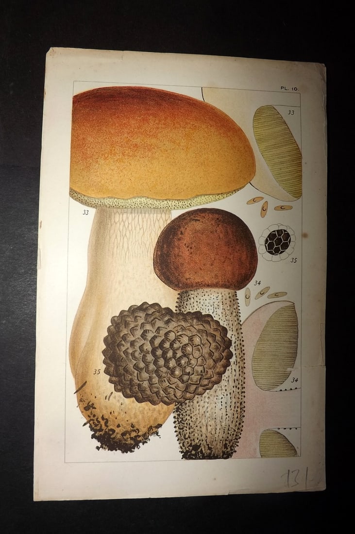 Cooke, Mordecai 1891 Antique Fungi Print. Boletus Mushroom 10: Chromolithograph Published 1891, London for "British Edible Fungi" by Mordecai Cubitt Cooke. Paper Size: 7.5 x 5 inch (19 x 12.5cm) Good Condition