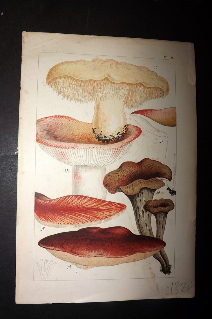 Cooke, Mordecai 1891 Antique Fungi Print. Hydnum Mushroom 11: Chromolithograph Published 1891, London for "British Edible Fungi" by Mordecai Cubitt Cooke. Paper Size: 7.5 x 5 inch (19 x 12.5cm) Good Condition