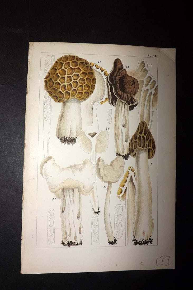 Cooke, Mordecai 1891 Antique Fungi Print. Morchella Mushroom 12: Chromolithograph Published 1891, London for "British Edible Fungi" by Mordecai Cubitt Cooke. Paper Size: 7.5 x 5 inch (19 x 12.5cm) Good Condition
